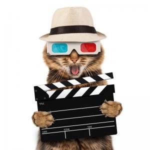 There's a place in the Sun (Stevie Wonder) 1 movie director cat with a clapperboard 475529970 3044x3044